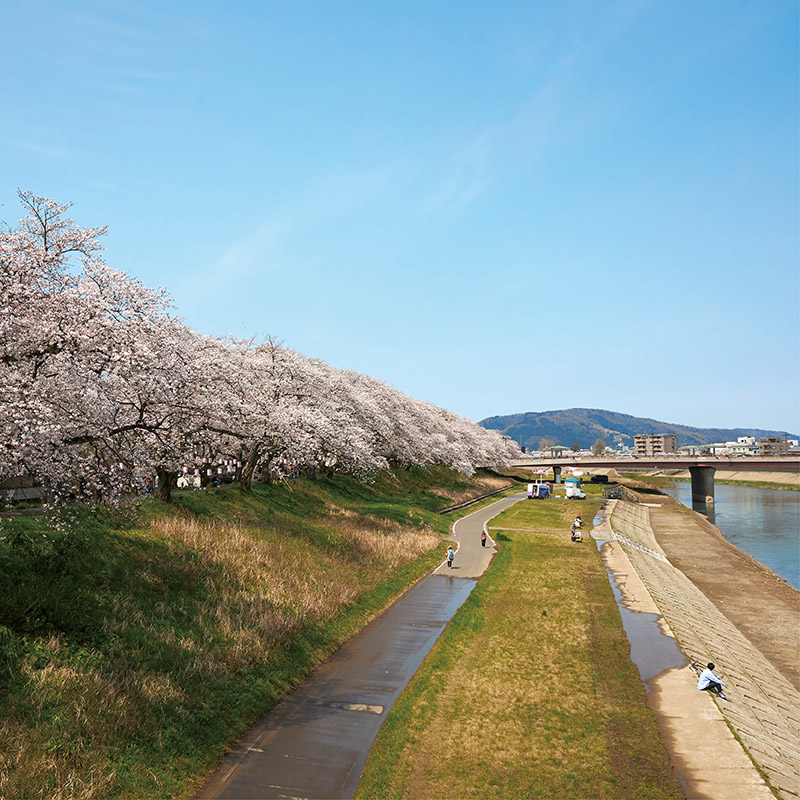 足羽河原の桜イメージ